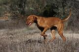 VIZSLA poil court 105